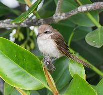 Bird Wildlife Tree