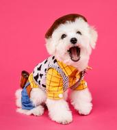 white dog in a suit