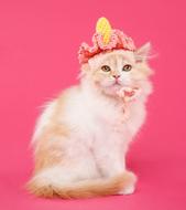 kitten in a colored hat