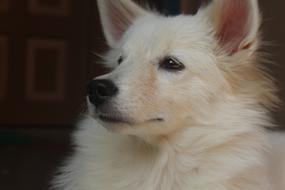 Dog Canine Mammal
