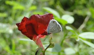 Butterfly Garden Insect