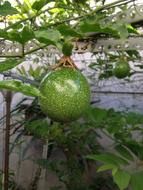 green fresh fruit in the garden