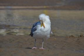 Gull Bird Waters Animal