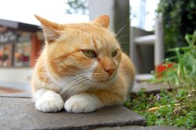 angry cat on the street