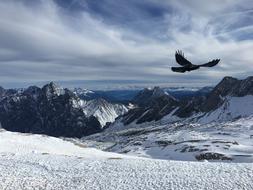 Snow Winter Bird