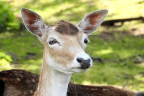 Roe Deer Fallow Animal