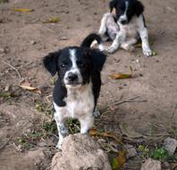 Dog Puppy Pet