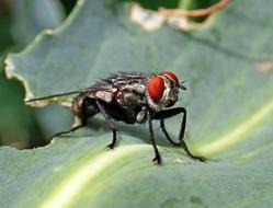 Close up of a sitting fly