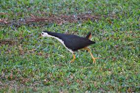 wild bird running through the grass