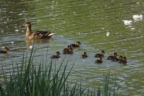 Duck Bird