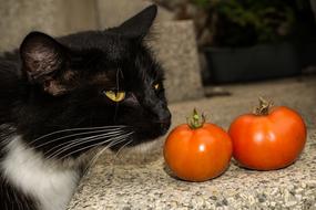 Cat and orange tomatoes