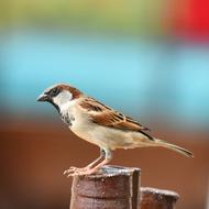 Bird Sparrow Wildlife