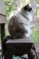 Cat Fluffy Female