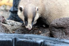 cute badger by the water