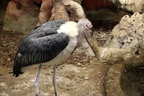 Marabou Stork Leptoptilos
