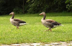 Geese Wild Waterfowl
