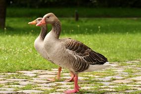 Geese Wild Waterfowl