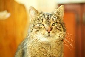 funny cute cat