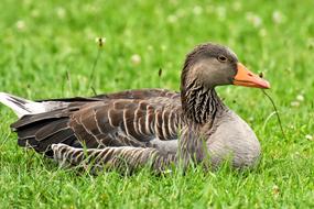 Goose Wild Water Bird