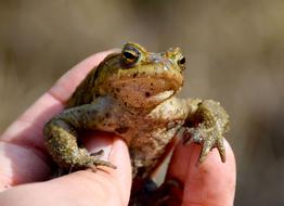 Toad Green Eyes