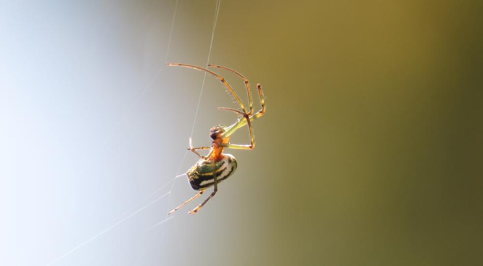 Spider Insect Nature