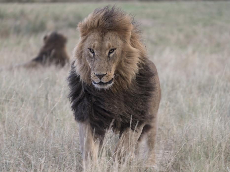 Lion Male Wild
