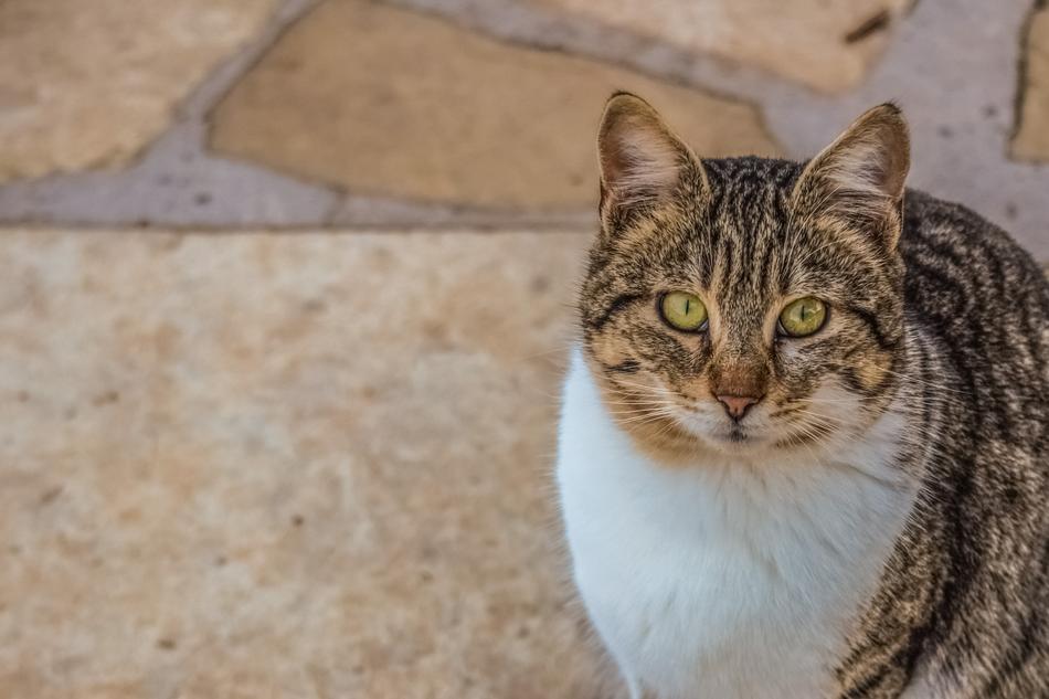 Cat Stray Eyes
