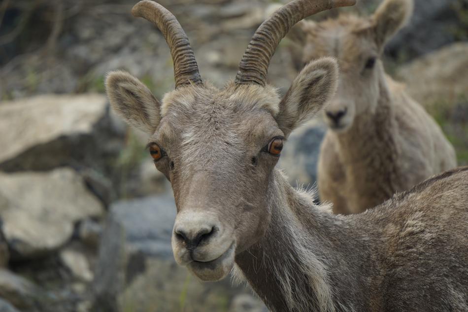 Mammal Animal Goat