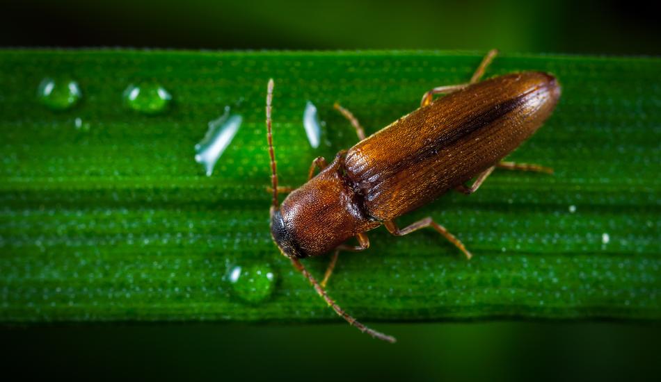 Insect Nature Krupnyj Plan No