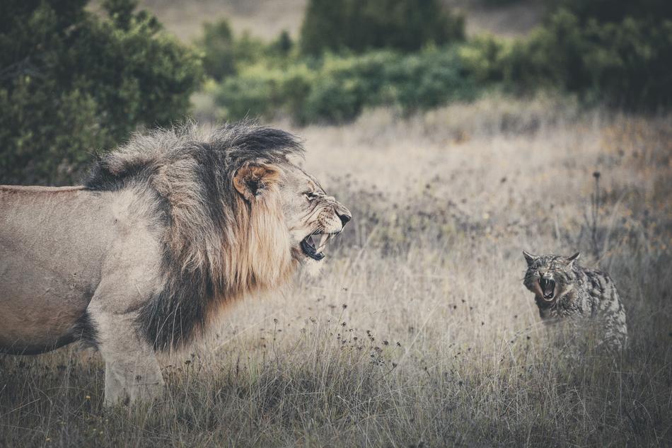 Lion Cat Roar