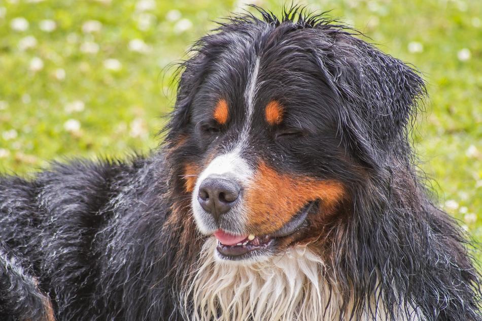 Bernese Mountain Dog Animal