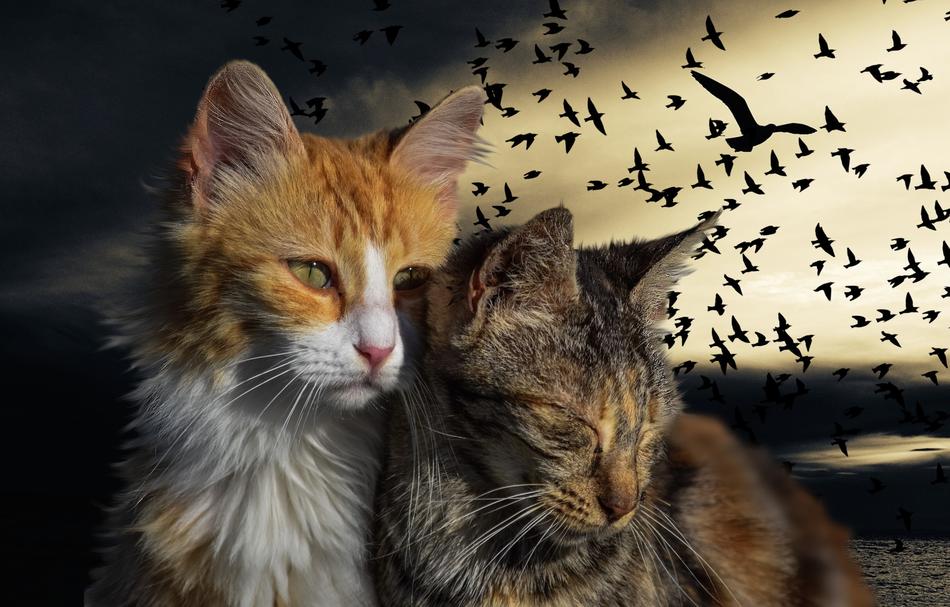 Kitten Cats Pet
