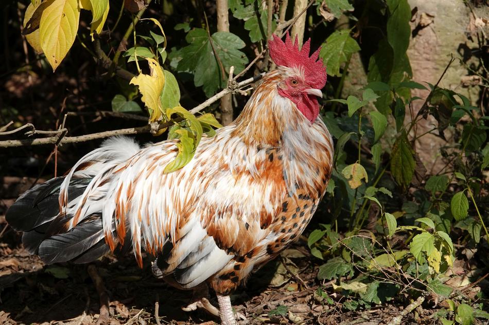 Hahn Gockel Poultry