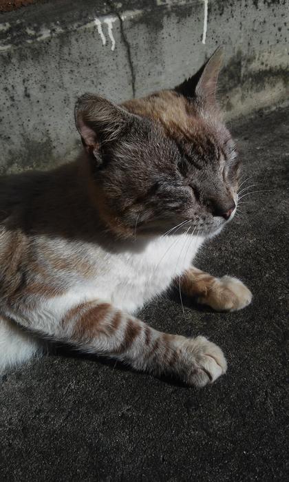 Cat Cute Animalia