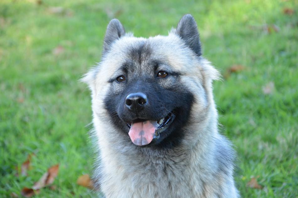 pet dog fluffy