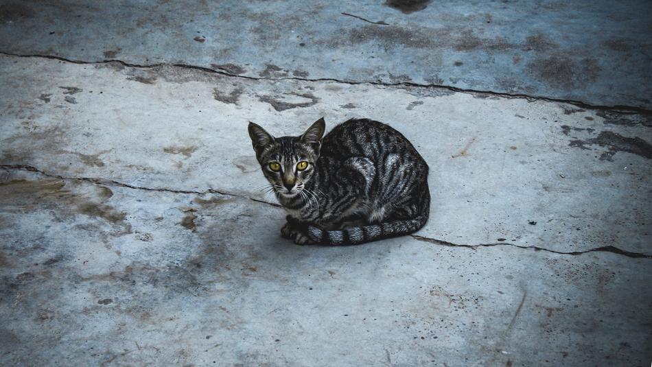 Cat Pat Animal