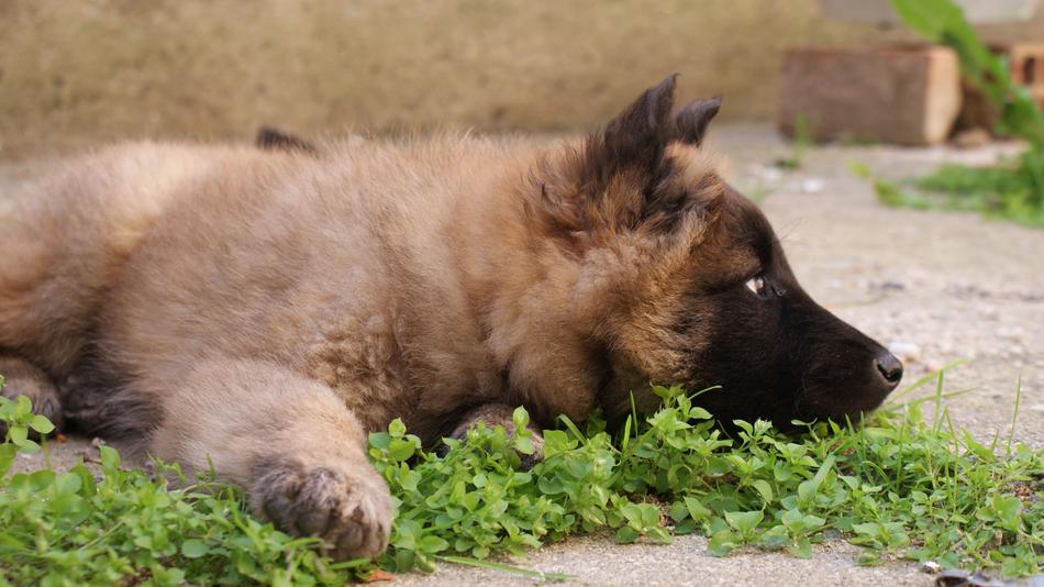Dog Puppy Animal