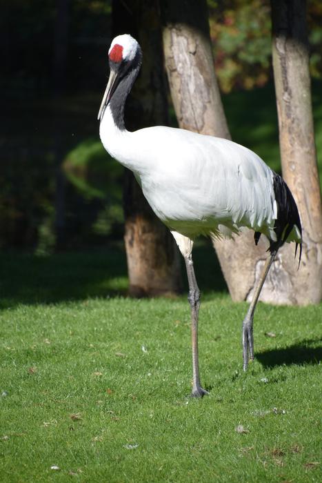 Bird Crane Animal