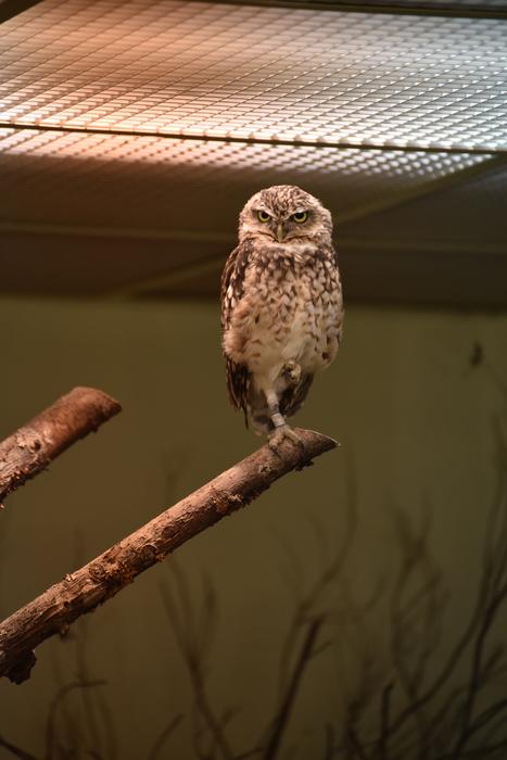 Owl Zoo Bird