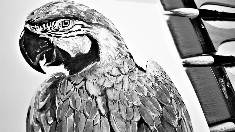 Parrot Macaws Brush