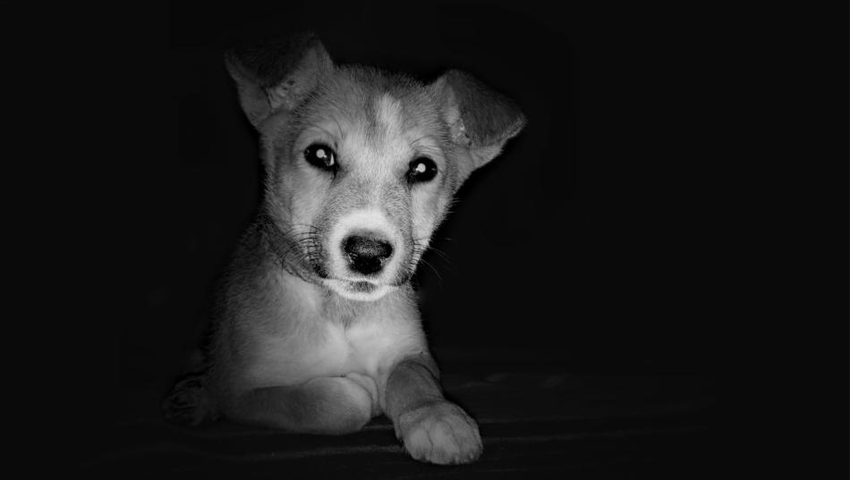 Dog Canine Mammal