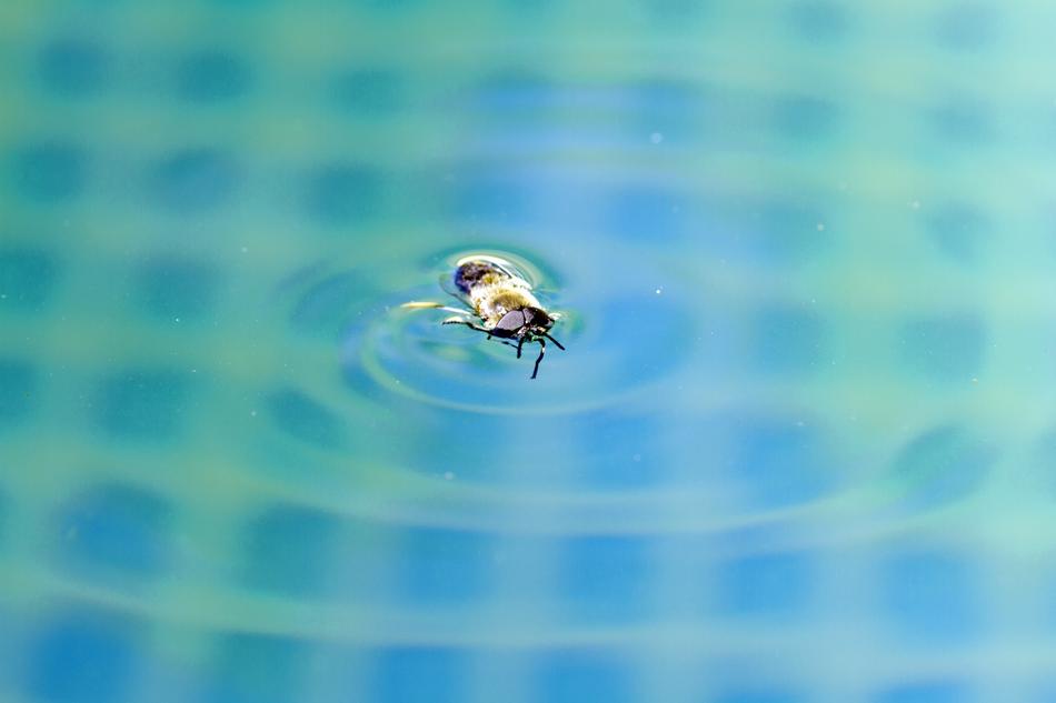 Insect Water Swim