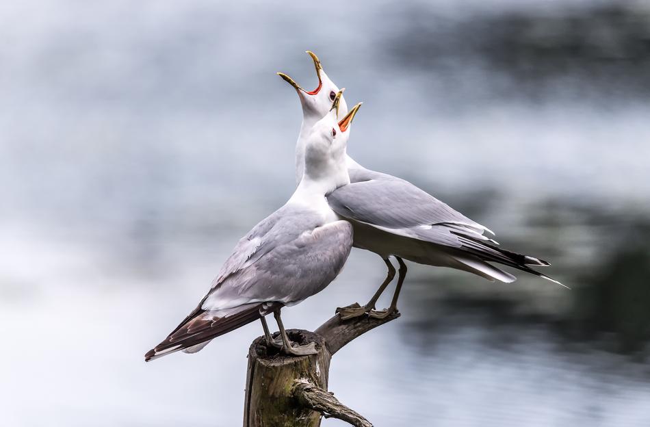 Seagulls Screaming Lake