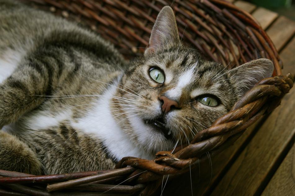 Cat Domestic Pet