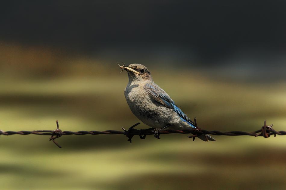 Bird Wildlife Nature
