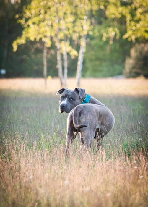 Amstaff American Staffordshire