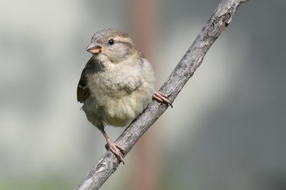 Bird Wildlife Nature