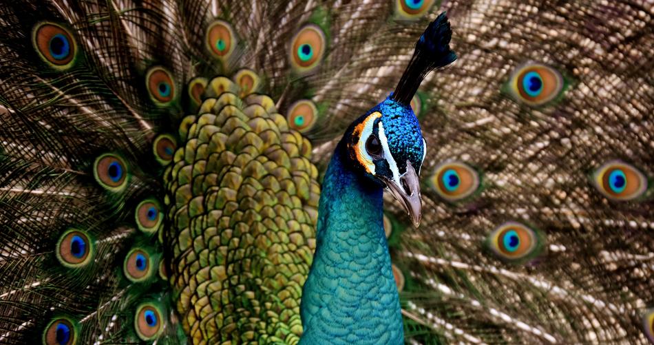peacock blue floral