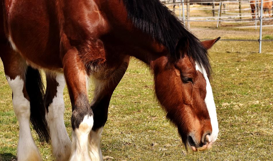 Shire Horse Coupling