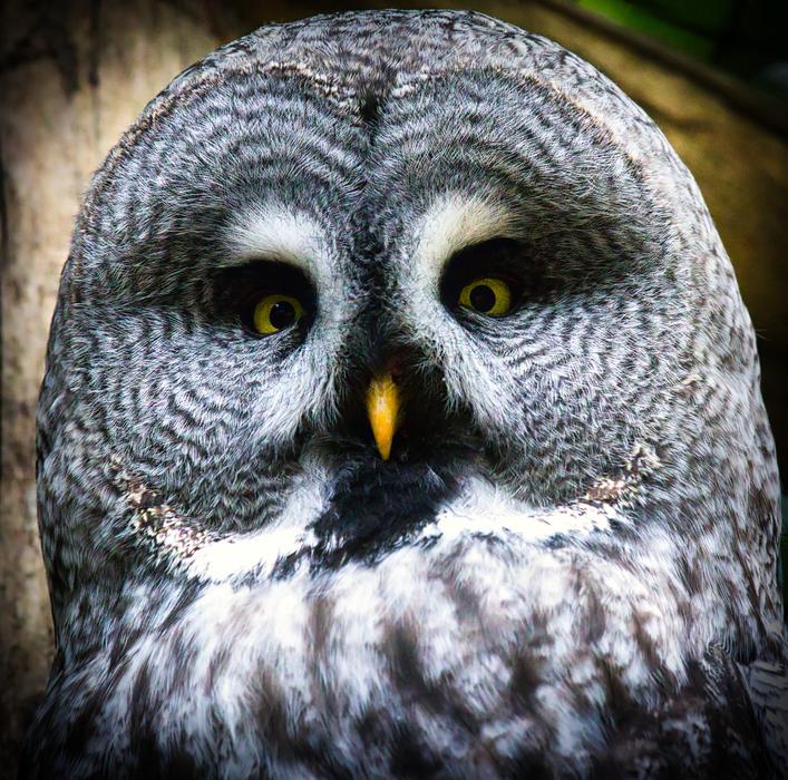 Bart Owl Bird